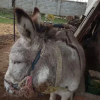 خر ماده گوسفندی|حیوانات مزرعه|بهشهر, |دیوار