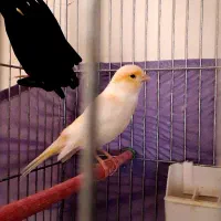 قناری موزایکی نر با قفس بزرگ ووسایل کامل|پرنده|فردیس, قریشی|دیوار