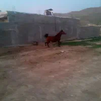 مادیان کهر‌با‌کره‌ماده فروشی