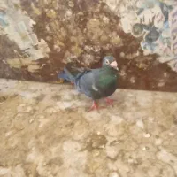 کبوتر ناجلد|پرنده|گنبد کاووس, |دیوار