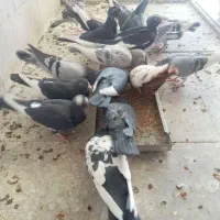 سلام درماهان