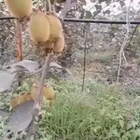 زمین ۴۰ هکتار باغ کیوی|فروش زمین و ملک کلنگی|رشت, علی آباد|دیوار