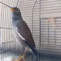 فروش یا معاوضه با طوطی|پرنده|بندرعباس, |دیوار