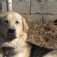 پژدر۱۷ ماهه|سگ|ماهدشت, |دیوار