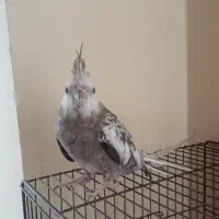 پرنده عروس هلندی ماده