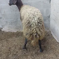 میش تانک