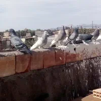 کبوتر ملقی|پرنده|بم, |دیوار