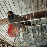 مرغ مینا|پرنده|بندر ماهشهر, |دیوار