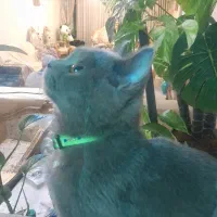 گربه بیریتیش اصیل|گربه|تهران, شمس‌آباد|دیوار