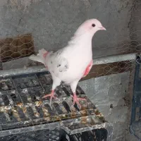 4 عدد جوجه  کفتر عالی