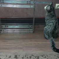 سبد داخل کابینتی|آب‌چکان و نظم‌دهنده ظروف|تبریز, |دیوار