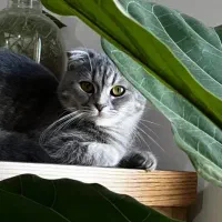 واگذاری رایگان اسکاتیش فولد