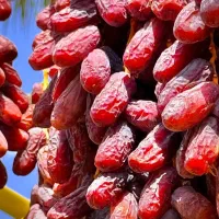 تمر خرما بریم درشت دیری