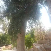 خدمات اره بنزینی و خرید چوب