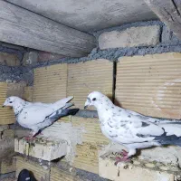 یه جفت پلاکی آنتیک