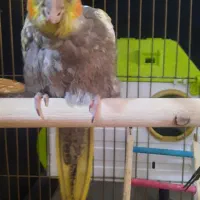 پرنده|پرنده|رشت, شالکو|دیوار