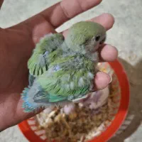 جوجه برزیلی و عروس هلندی سرلاکی