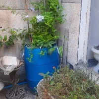 بشکه محکم ۵۰ لیتری|ظروف نگهدارنده، پلاستیکی، یک‌بارمصرف|مشهد, عبادی|دیوار