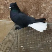 کفترنر زاغ دم سفید کاکلی چاقچول 16دمبه مهر مهر آس