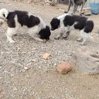 قدرجونی نگهبان