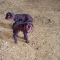 بره نر|حیوانات مزرعه|محمدبار, |دیوار