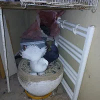 کبوتر تزئینی دم چتری