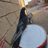 صرب .سبز.طوقی گروه داریم تو تلگرام