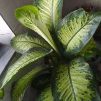 گل دیفن قیمت  همگی روهم ۵۰۰۰۰۰۰