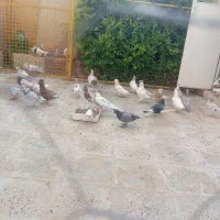 کبوتر|پرنده|تهران, فلاح|دیوار