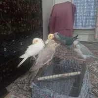 عروس هلندی سرلاکی