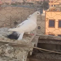 کفتر دونه ای ۳۰۰