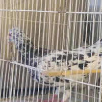 کبوتر|پرنده|مشهد, چهارچشمه|دیوار