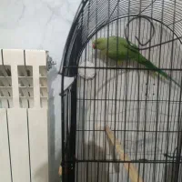 طوطی ملنگو|پرنده|مهریز, |دیوار