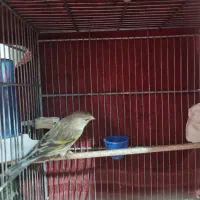 دوعدد سهره قناری|پرنده|قرچک, زیبا شهر|دیوار