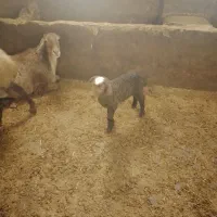 ۱۲راس میش وبره وآبستن|حیوانات مزرعه|سنقر, |دیوار