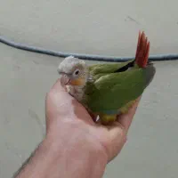 جوجه گرینچیک همه نژاد موجود دستی و سرلاکی امیدیه|پرنده|امیدیه, |دیوار