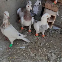کبوتر هفرنگ.وکود کفتر|پرنده|سبزوار, باهنر|دیوار