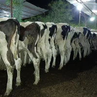 30راس گوساله ماده و نر هلشتاین شرکتی شناسنامه دار