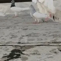 کبوتر کله دار مهر