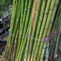 نی خیزران بامبو