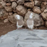 طوق|پرنده|کارزان, |دیوار