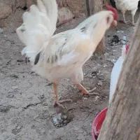 خروس گلین۳عددموجود