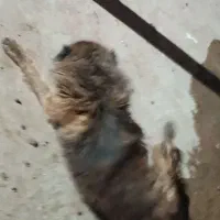 سگ گله ای جوان|سگ|صحنه, |دیوار