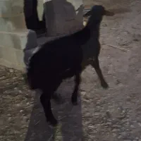 بره نر قزل افشار اصل