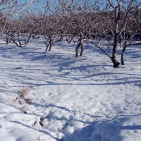 حرص پسته|گل و گیاه طبیعی|فردوس (خراسان), |دیوار