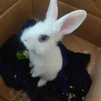 خرگوش باهوش|موش و خرگوش|تهران, مسعودیه|دیوار