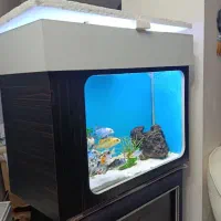 فروش آکواریوم|ماهی|زاهدان, |دیوار