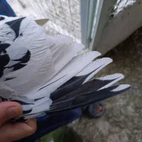 کله سیاه نر|پرنده|قزوین, |دیوار