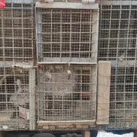 قفس بزرگ دیجیتال