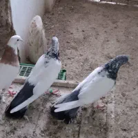 یک جفت کله دمسبز بدرد بخور